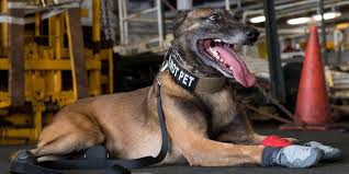 How to use trello to track dog training skills. 7 Tips For Training Your Dog From A Military Dog Handler