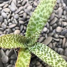 Image result for Ledebouria cordifolia