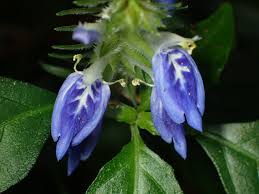 Image result for Rungia grandis