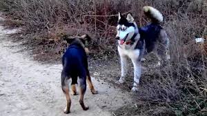 Also great hiking and biking trails. Dog Roundhouse Kicks Dog Youtube