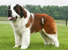Saint Bernard St Bernard Dogs Giant Dogs Bernard Dog