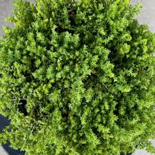 Image result for Geigeria schinzii