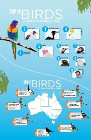 National geographic backyard guide to the birds of north america, 2nd edition. National Bird Week Starts With Aussie Backyard Bird Count
