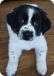 Dayton Oh Border Collie German Shepherd Dog Mix Meet Kurt A Puppy For Adoption Puppy Adoption Border Collie Dogs