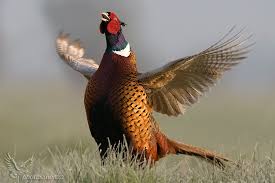 VÃ½sledok vyhÄ¾adÃ¡vania obrÃ¡zkov pre dopyt baÅ¾ant