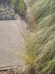 Image result for Melinis tenuissima