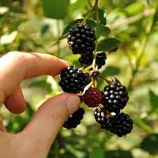 Image result for Burttia