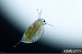 Make it easily at home without money or we're feeding turtle live food! Frozen Live Betta Food Fish Care