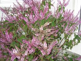 Image result for Plectranthus fruticosus