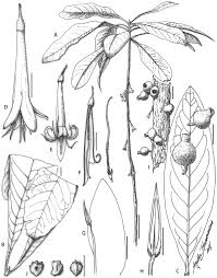 Image result for Ixora brachypoda