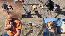 Oregon Desert Beagles LLC and miniature Dachshunds