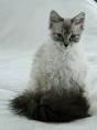 10 Hypoallergenic Cat Breeds for Allergic Families