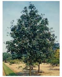 Flowering, flowering trees, ornamental, ornamental trees. Ash Deciduous Ornamental Trees Trees Shrubs Shop Catalogue