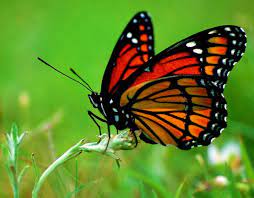 Types Of Butterfly Below Are A Few Of The Butterflies You May Find In Your Yard And Also Fa Most Beautiful Butterfly Beautiful Butterflies Butterfly Pictures