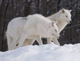 Image Detail For Snowy White Wolves Animals Arctic Wolves Baby White Wolves Grey Arctic Wolf Animals Wolf Spirit Animal