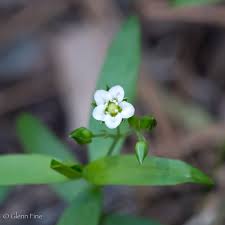 Image result for Carvalhoa macrophylla