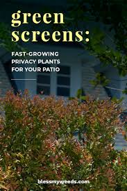 Alibaba.com offers 2,090 pot plants for patios products. Green Screens Fast Growing Privacy Plants For Your Patio Bless My Weeds