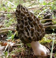 33 Excellents Champignons Champignons Passion Champignon Comestible Cueillette Champignon Champignons Sauvages