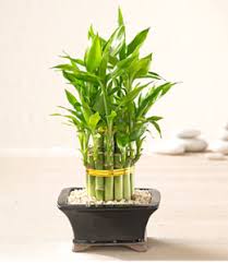 But cacti are somewhat specific. Is Cactus Good Feng Shui Feng Shui By Fishgirl