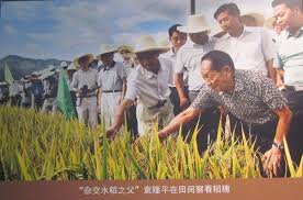 Hybrid rice has since been grown in dozens of countries in africa, america. Yuan Longping China S Father Of Hybrid Rice The Oxford Scientist