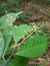 Image result for Rinorea