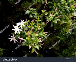 Image result for Jasminum multipartitum