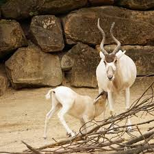 What is african animal with curly horns? Top 50 Amazing Sahara Desert Animals Owlcation