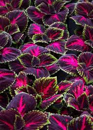 Image result for Coleus sylvestris