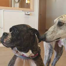 Maybe you would like to learn more about one of these? Healthy Pet Veterinary Clinic 2801 East Washington Avenue Madison Reviews And Appointments Topvet