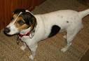 Jackabee (Jack Russell Terrier-Beagle Mix) Info, Puppies ...
