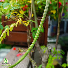 Image result for Moringaceae