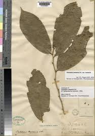 Image result for Octolepis decalepis