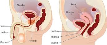 Image result for Urethral Catheterization