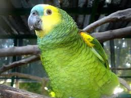 Rainforests are extremely diverse, containing a wide variety of plants and animals. South American Rainforest Animals