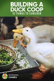 They'll need space—at least 2 square feet of. 10 Important Things To Consider When Building A Duck Coop