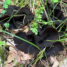 Image result for Nicolasia nitens