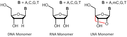 Find all words that you can make using only these letters. What Do The Letters A G C T Represent In Nucleotides Shakal Blog