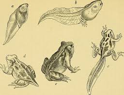 All competition entries must be submitted to. Metamorphosis Definition Types And Examples Biology Dictionary