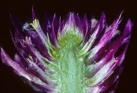 Image result for Merremia pterygocaulos