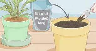 Certain gnats stay in the soil or grass during the day, only to swarm up at night. 3 Ways To Keep Gnats Away From Your Face Wikihow