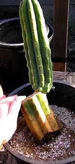 How to transplant a cutting from a san pedro cactus. Rooting San Pedro Cactus Growing Trichocereus Pachanoi Echinopsis Lageniformis Trichocereus Bridgesii Bolivian Torch Cactus