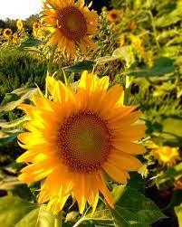 Helianthus Annuum Sunflower Every Time I Look At Sunflowers I Find Myself Smiling I Guess It S Because I Find Them To Be Such A Hap Flowers Growing Plants