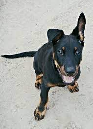 150 Dogz Ideas Dogs Puppies Dog Breeds