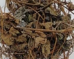 Image result for Lagenaria sphaerica