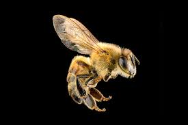 In my own yard, i realized that. Bee And Wasp Stings Elwood Vet