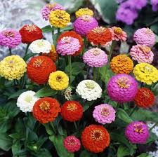 Daftar Nama Bunga Gambar Bunga Cantik Indah Unik Dan Langka Lengkap Dengan Penjelasannya Kumpulan Macam Macam Bunga Hias Terle Zinnias Bunga Gambar Bunga