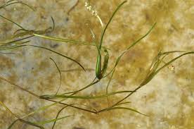 Image result for Potamogeton pusillus