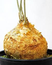 Image result for Pyrenacantha