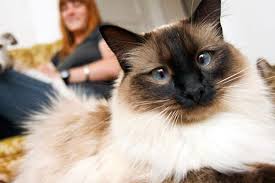 Felines are territorial by nature and do not easily warm up to having a new cat brought home. Introducing A New Cat Best Friends Animal Society