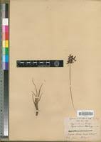 Image result for Pycreus nitidus